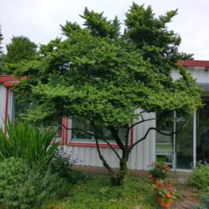 Törpe szil "Ulmus Elegantissima Jacqueline Hillier" (cserepes bonsai dísznövény)