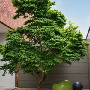 Törpe szil "Ulmus Elegantissima Jacqueline Hillier" (cserepes bonsai dísznövény)