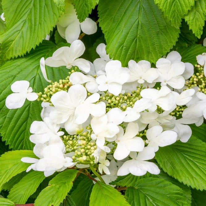 viburnum-plicatum-mariesii-redos-levelu-bangita-koronakert.hu1 Redős levelű bangita "Viburnum plicatum Mariesii"