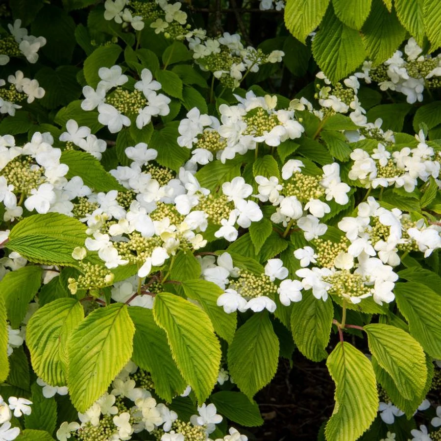viburnum-plicatum-mariesii-redos-levelu-bangita-koronakert.hu2