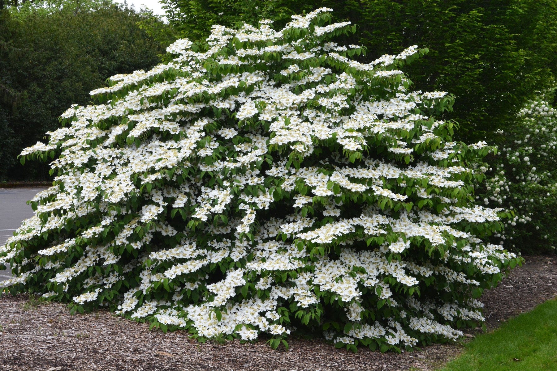 viburnum-plicatum-mariesii-redos-levelu-bangita-koronakert.hu3