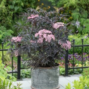 bordó levelű bodza Black Lace, **Sambucus nigra Black Lace**, bordó levelű bodza ár, Sambucus nigra Black Lace vásárlás, bordó levelű bodza eladó, **Sambucus nigra Black Lace** konténeres, bordó levelű bodza rendelés, Sambucus nigra Black Lace webshop, bordó levelű bodza ültetése, Sambucus nigra Black Lace gondozása, bordó levelű bodza metszése, Sambucus nigra Black Lace növekedés, bordó levelű bodza magasság, Sambucus nigra Black Lace fagytűrés, bordó levelű bodza kertbe, Sambucus nigra Black Lace díszcserje, bordó levelű bodza betegségek, Sambucus nigra Black Lace tippek, bordó levelű bodza konténer méret, Sambucus nigra Black Lace ültetési távolság, bordó levelű bodza online vásárlás, Sambucus nigra Black Lace vélemények, bordó levelű bodza elültetése, Sambucus nigra Black Lace virágzás, bordó levelű bodza talajigény, Sambucus nigra Black Lace napfényigény, bordó levelű bodza telepítési útmutató, Sambucus nigra Black Lace gyors növekedés, bordó levelű bodza ápolása, Sambucus nigra Black Lace növény árak, bordó levelű bodza tápanyag.