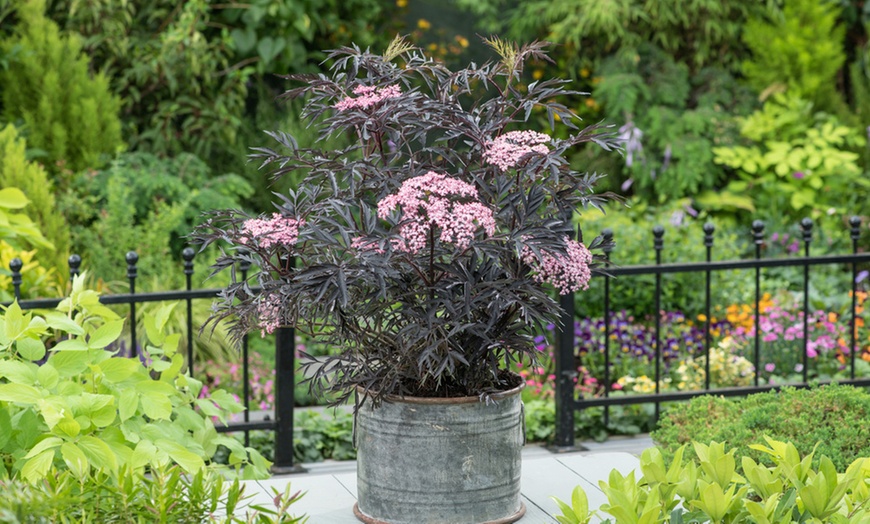 voros-levelü-bodza-ar-piros-levelü-disznövény-www.koronakert.hu-6 bordó levelű bodza Black Lace, **Sambucus nigra Black Lace**, bordó levelű bodza ár, Sambucus nigra Black Lace vásárlás, bordó levelű bodza eladó, **Sambucus nigra Black Lace** konténeres, bordó levelű bodza rendelés, Sambucus nigra Black Lace webshop, bordó levelű bodza ültetése, Sambucus nigra Black Lace gondozása, bordó levelű bodza metszése, Sambucus nigra Black Lace növekedés, bordó levelű bodza magasság, Sambucus nigra Black Lace fagytűrés, bordó levelű bodza kertbe, Sambucus nigra Black Lace díszcserje, bordó levelű bodza betegségek, Sambucus nigra Black Lace tippek, bordó levelű bodza konténer méret, Sambucus nigra Black Lace ültetési távolság, bordó levelű bodza online vásárlás, Sambucus nigra Black Lace vélemények, bordó levelű bodza elültetése, Sambucus nigra Black Lace virágzás, bordó levelű bodza talajigény, Sambucus nigra Black Lace napfényigény, bordó levelű bodza telepítési útmutató, Sambucus nigra Black Lace gyors növekedés, bordó levelű bodza ápolása, Sambucus nigra Black Lace növény árak, bordó levelű bodza tápanyag.