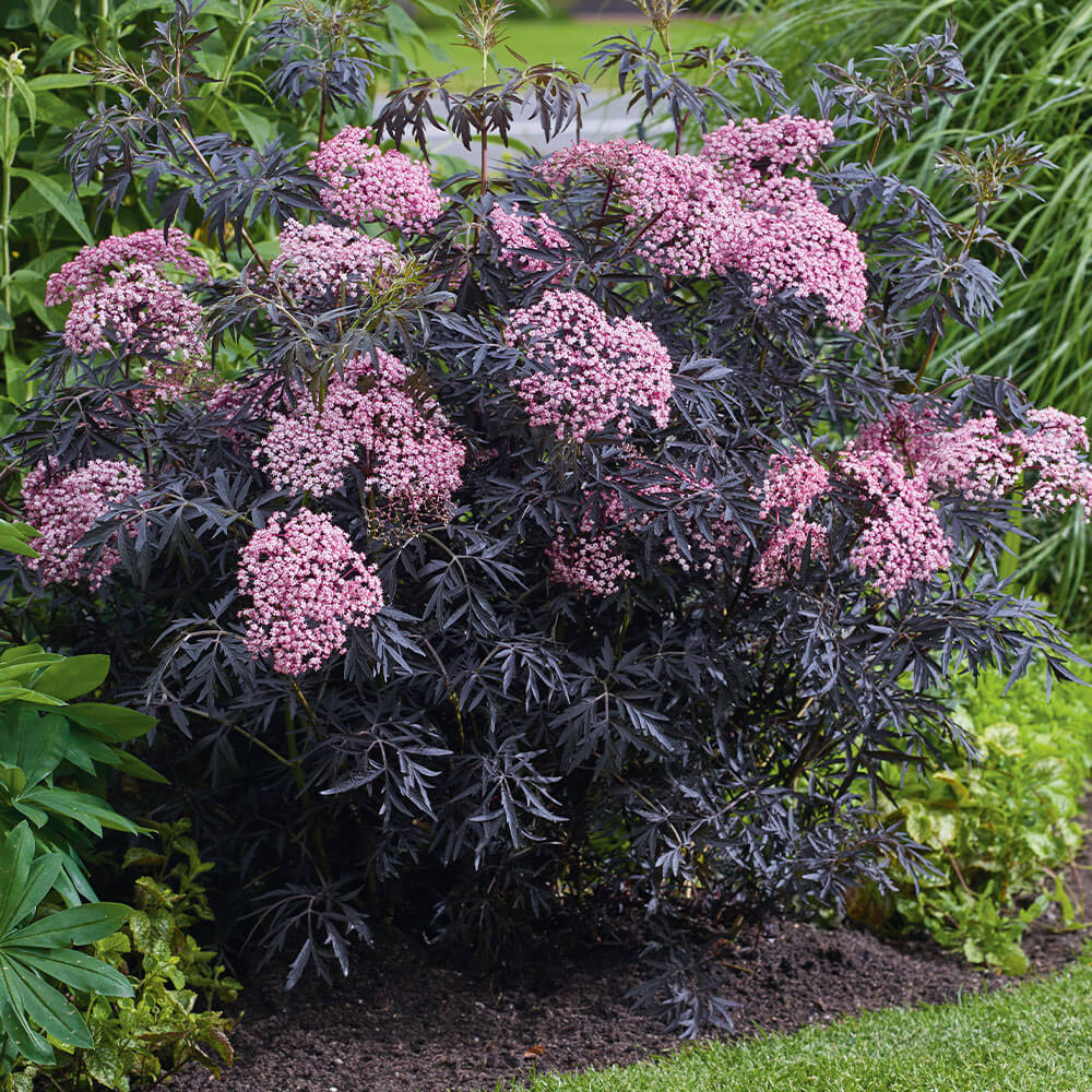 voros-levelü-bodza-ar-piros-levelü-disznövény-www.koronakert.hu bordó levelű bodza Black Lace, **Sambucus nigra Black Lace**, bordó levelű bodza ár, Sambucus nigra Black Lace vásárlás, bordó levelű bodza eladó, **Sambucus nigra Black Lace** konténeres, bordó levelű bodza rendelés, Sambucus nigra Black Lace webshop, bordó levelű bodza ültetése, Sambucus nigra Black Lace gondozása, bordó levelű bodza metszése, Sambucus nigra Black Lace növekedés, bordó levelű bodza magasság, Sambucus nigra Black Lace fagytűrés, bordó levelű bodza kertbe, Sambucus nigra Black Lace díszcserje, bordó levelű bodza betegségek, Sambucus nigra Black Lace tippek, bordó levelű bodza konténer méret, Sambucus nigra Black Lace ültetési távolság, bordó levelű bodza online vásárlás, Sambucus nigra Black Lace vélemények, bordó levelű bodza elültetése, Sambucus nigra Black Lace virágzás, bordó levelű bodza talajigény, Sambucus nigra Black Lace napfényigény, bordó levelű bodza telepítési útmutató, Sambucus nigra Black Lace gyors növekedés, bordó levelű bodza ápolása, Sambucus nigra Black Lace növény árak, bordó levelű bodza tápanyag.