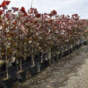 voros-levelu-diszfa-nyarfa-csemete-ara-Populus-deltoides-Purple-Tower