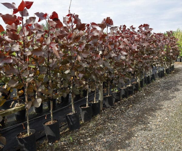 voros-levelu-diszfa-nyarfa-csemete-ara-Populus-deltoides-Purple-Tower