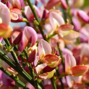 Zanót "Zeelandia" 30-40cm "Cytisus" LILÁS RÓZSASZÍN