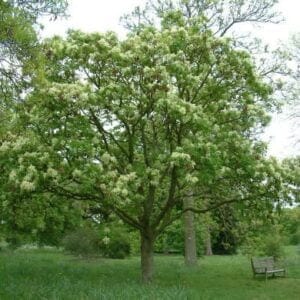 Virágos kőris Fraxinus ornus