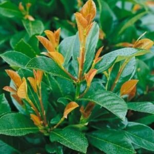 babermeggy-bonaparte-ara-prunus-laurocerasus