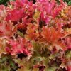 Tűzeső "Heuchera Marmalade"