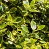 Ilex Golden van Tol