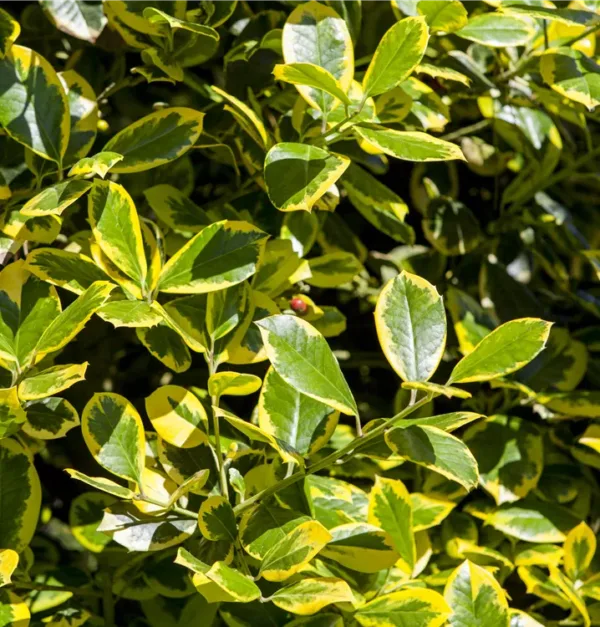 Ilex Golden van Tol