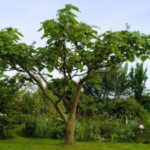 Császárfa paulownia tomentosa