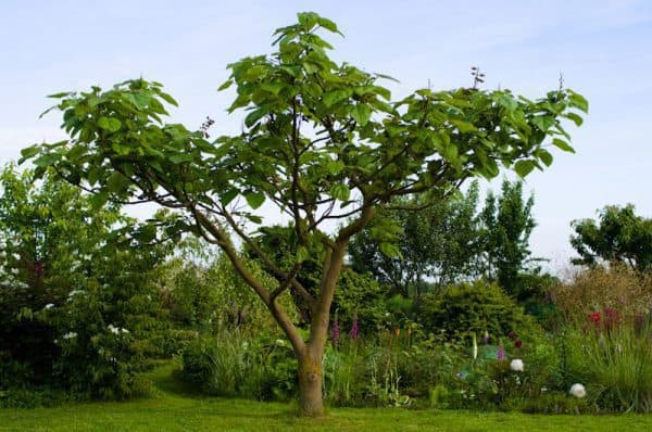 Császárfa paulownia tomentosa