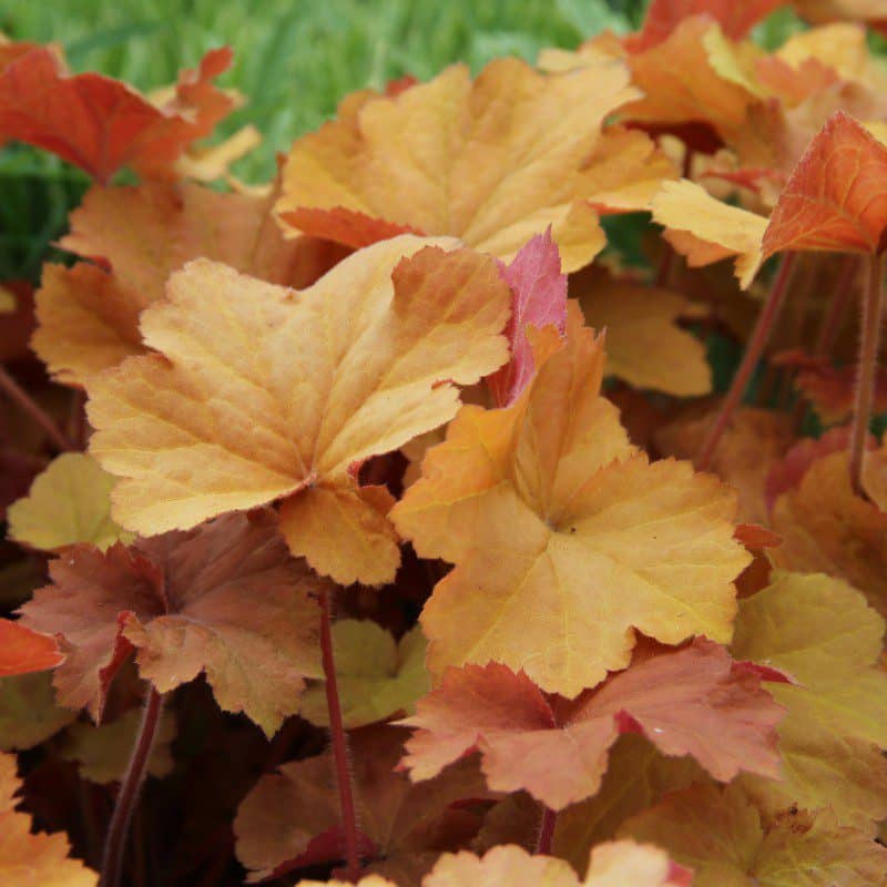 heuchera Caramel Tűzeső