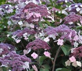 kék virágú hortenzia cserje csemete ára www.koronakert.hu-