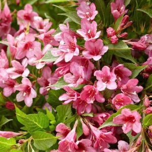 Rózsalonc Weigela florida Picobella Rosa