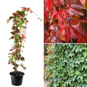 kacsos vadszölö-kuszonöveny-ar-Parthenocissus-quinquefolia-www.koronakert.hu11