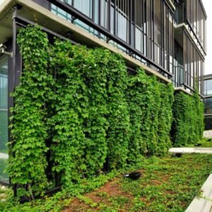 kacsos vadszölö-kuszonöveny-ar-Parthenocissus-quinquefolia-www.koronakert.hu