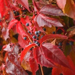 kacsos vadszölö-kuszonöveny-ar-Parthenocissus-quinquefolia-www.koronakert.hu