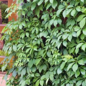 kacsos vadszölö-kuszonöveny-ar-Parthenocissus-quinquefolia-www.koronakert.hu