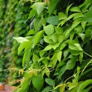 kacsos vadszölö-kuszonöveny-ar-Parthenocissus-quinquefolia-www.koronakert.hu