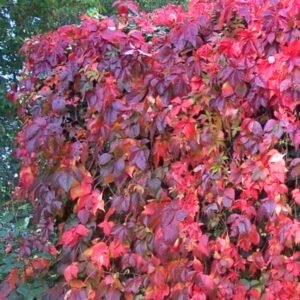 kacsos vadszölö-kuszonöveny-ar-Parthenocissus-quinquefolia-www.koronakert.hu