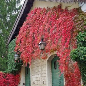 kacsos vadszölö-kuszonöveny-ar-Parthenocissus-quinquefolia-www.koronakert.hu