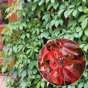 kacsos vadszölö-kuszonöveny-ar-Parthenocissus-quinquefolia-www.koronakert.hu11