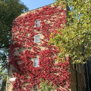 kacsos vadszölö-kuszonöveny-ar-Parthenocissus-quinquefolia-www.koronakert.hu