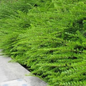 TErülő mirtuszlonc maigrün lonicera nitida