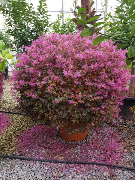 Kínai Rojtosvirág 20-30cm "Loropetalum Chinense Fire Dance ...