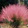 Vattacukorfű 30-50 cm "Muhlenbergia capillaris Pink Cloud"