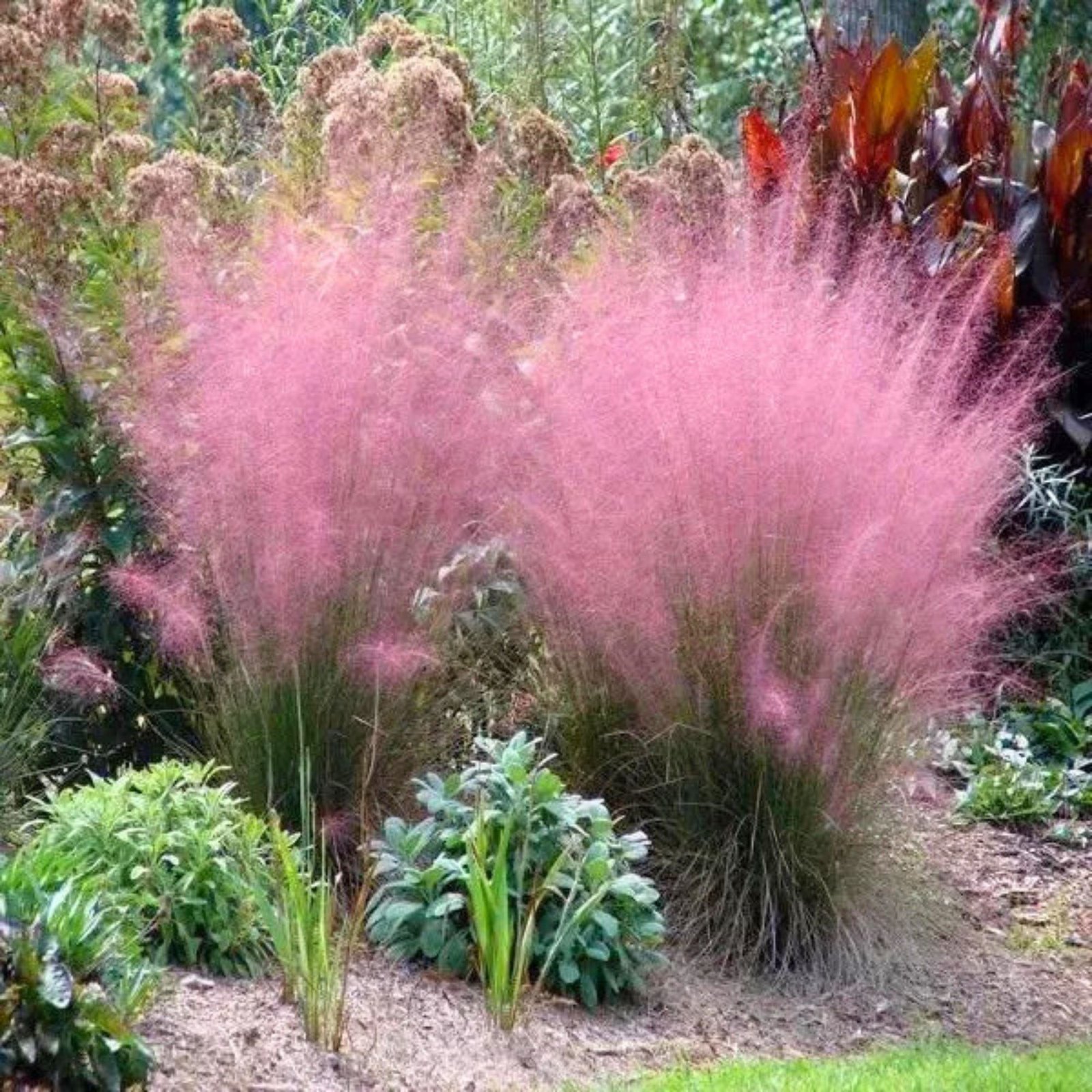 muhlenbergia-capillaris-pink-cloud-pink-cloud-muhly-grass-2 Vattacukorfű Muhlenbergia capillaris Pink Cloud"