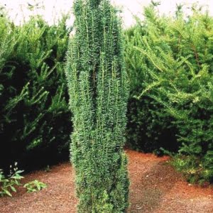 Taxus baccata Fastigiata robusta