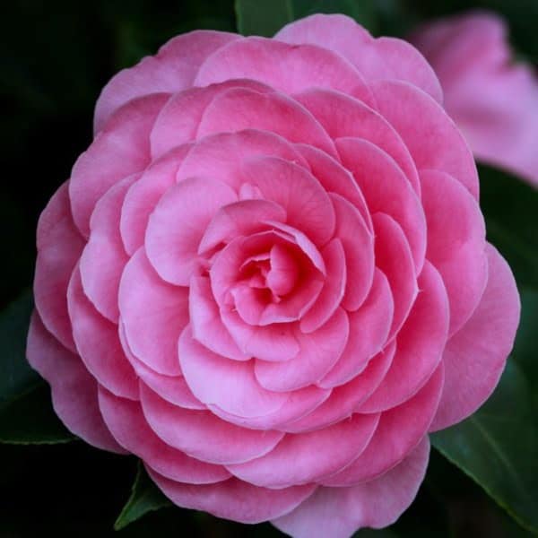 Japán kamélia törzses 80cm "Camellia japonica Waterhouse"