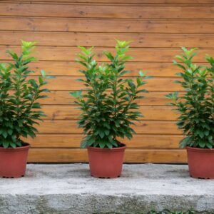 babérmeggy Novita, Prunus laurocerasus Novita, Novita babérmeggy ár, babérmeggy Novita árak, babérmeggy vásárlás, Prunus laurocerasus Novita eladó, Novita babérmeggy rendelés, Novita babérmeggy akció, babérmeggy Novita konténeres, babérmeggy Novita szabadgyökerű, Novita babérmeggy ültetése, Novita babérmeggy ültetési távolság, babérmeggy Novita gondozása, Novita babérmeggy metszése, Novita babérmeggy növekedése, Novita babérmeggy magassága, Novita babérmeggy szélessége, Novita babérmeggy télállóság, Novita babérmeggy fagytűrés, gyors növekedésű sövény növény, örökzöld sövény növény, babérmeggy sövény telepítés, Prunus laurocerasus Novita sövény, babérmeggy betegségek, babérmeggy permetezése, babérmeggy tápanyagigény, Novita babérmeggy 2L konténer, Novita babérmeggy 3L konténer, Novita babérmeggy 80-100 cm, Novita babérmeggy 100-125 cm, cherry laurel Novita, Prunus laurocerasus Novita hedge plant, English laurel Novita hedge