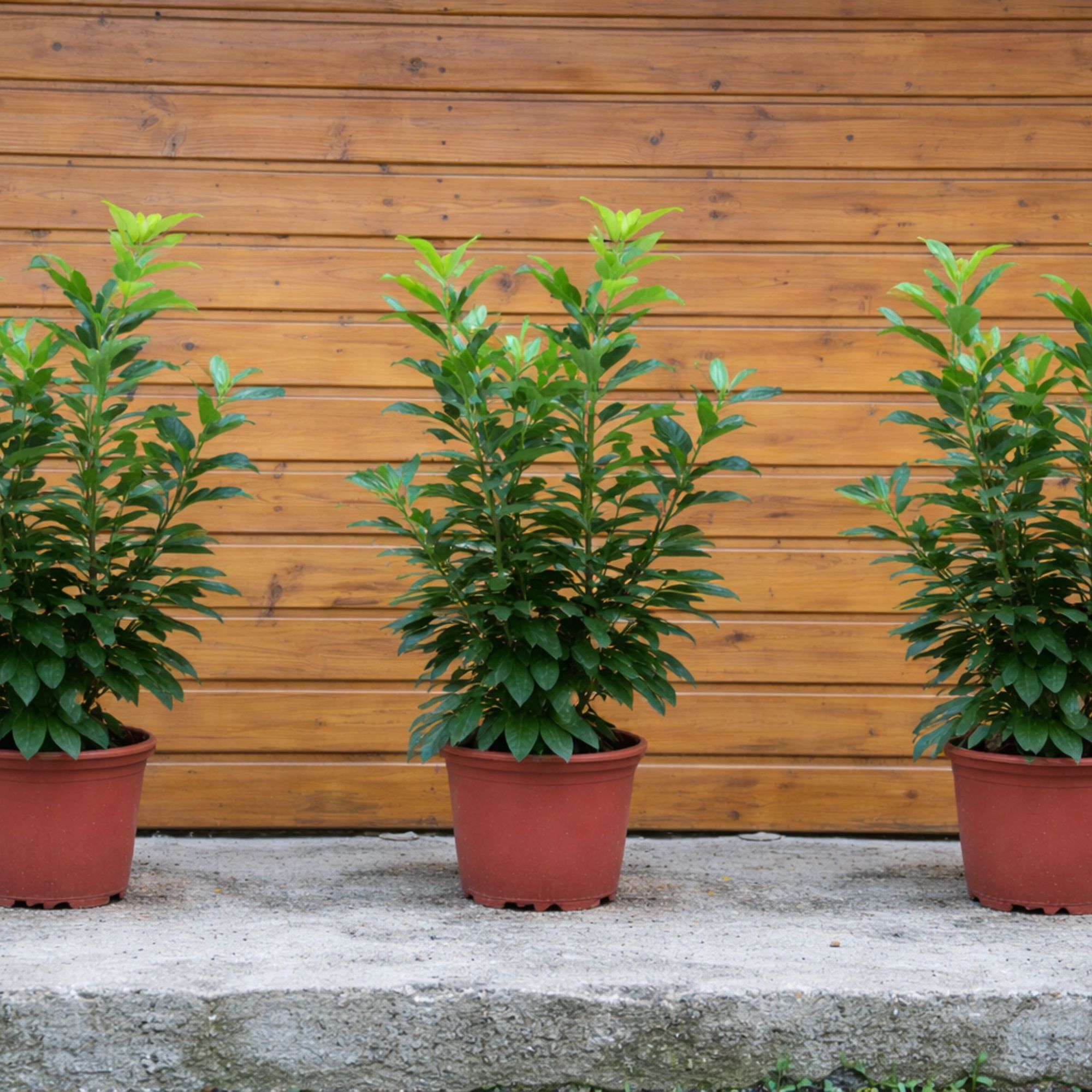 Babérmeggy-novita-ár-prunus-laurocerasus-örökzöld-sövény-gyorsan-növő-www.koronakert.hu-10 babérmeggy Novita, Prunus laurocerasus Novita, Novita babérmeggy ár, babérmeggy Novita árak, babérmeggy vásárlás, Prunus laurocerasus Novita eladó, Novita babérmeggy rendelés, Novita babérmeggy akció, babérmeggy Novita konténeres, babérmeggy Novita szabadgyökerű, Novita babérmeggy ültetése, Novita babérmeggy ültetési távolság, babérmeggy Novita gondozása, Novita babérmeggy metszése, Novita babérmeggy növekedése, Novita babérmeggy magassága, Novita babérmeggy szélessége, Novita babérmeggy télállóság, Novita babérmeggy fagytűrés, gyors növekedésű sövény növény, örökzöld sövény növény, babérmeggy sövény telepítés, Prunus laurocerasus Novita sövény, babérmeggy betegségek, babérmeggy permetezése, babérmeggy tápanyagigény, Novita babérmeggy 2L konténer, Novita babérmeggy 3L konténer, Novita babérmeggy 80-100 cm, Novita babérmeggy 100-125 cm, cherry laurel Novita, Prunus laurocerasus Novita hedge plant, English laurel Novita hedge