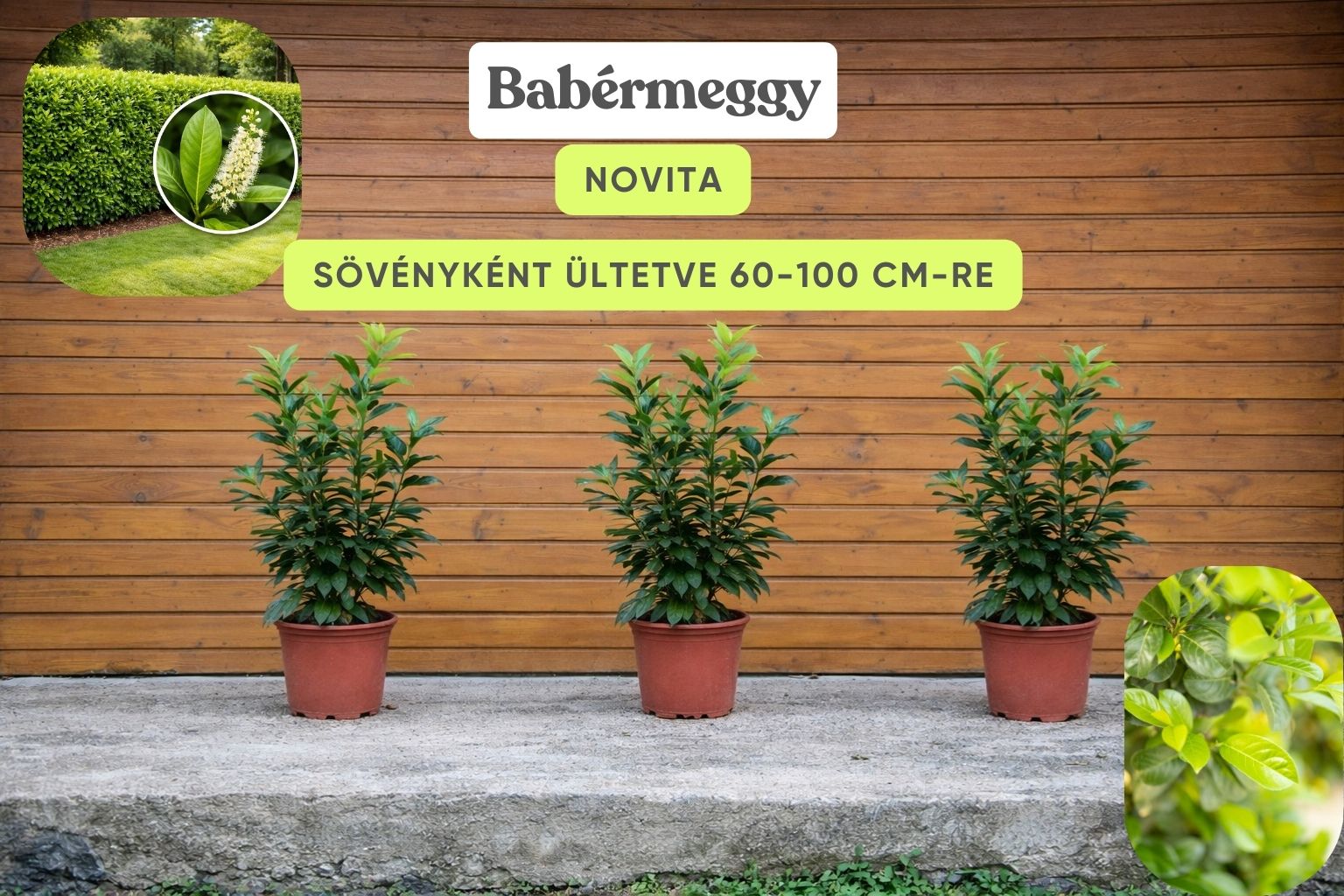 Babérmeggy-novita-ár-prunus-laurocerasus-örökzöld-sövény-gyorsan-növő-www.koronakert.hu-3 babérmeggy Novita, Prunus laurocerasus Novita, Novita babérmeggy ár, babérmeggy Novita árak, babérmeggy vásárlás, Prunus laurocerasus Novita eladó, Novita babérmeggy rendelés, Novita babérmeggy akció, babérmeggy Novita konténeres, babérmeggy Novita szabadgyökerű, Novita babérmeggy ültetése, Novita babérmeggy ültetési távolság, babérmeggy Novita gondozása, Novita babérmeggy metszése, Novita babérmeggy növekedése, Novita babérmeggy magassága, Novita babérmeggy szélessége, Novita babérmeggy télállóság, Novita babérmeggy fagytűrés, gyors növekedésű sövény növény, örökzöld sövény növény, babérmeggy sövény telepítés, Prunus laurocerasus Novita sövény, babérmeggy betegségek, babérmeggy permetezése, babérmeggy tápanyagigény, Novita babérmeggy 2L konténer, Novita babérmeggy 3L konténer, Novita babérmeggy 80-100 cm, Novita babérmeggy 100-125 cm, cherry laurel Novita, Prunus laurocerasus Novita hedge plant, English laurel Novita hedge