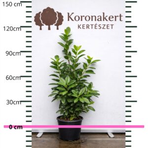babérmeggy Novita, Prunus laurocerasus Novita, Novita babérmeggy ár, babérmeggy Novita árak, babérmeggy vásárlás, Prunus laurocerasus Novita eladó, Novita babérmeggy rendelés, Novita babérmeggy akció, babérmeggy Novita konténeres, babérmeggy Novita szabadgyökerű, Novita babérmeggy ültetése, Novita babérmeggy ültetési távolság, babérmeggy Novita gondozása, Novita babérmeggy metszése, Novita babérmeggy növekedése, Novita babérmeggy magassága, Novita babérmeggy szélessége, Novita babérmeggy télállóság, Novita babérmeggy fagytűrés, gyors növekedésű sövény növény, örökzöld sövény növény, babérmeggy sövény telepítés, Prunus laurocerasus Novita sövény, babérmeggy betegségek, babérmeggy permetezése, babérmeggy tápanyagigény, Novita babérmeggy 2L konténer, Novita babérmeggy 3L konténer, Novita babérmeggy 80-100 cm, Novita babérmeggy 100-125 cm, cherry laurel Novita, Prunus laurocerasus Novita hedge plant, English laurel Novita hedge
