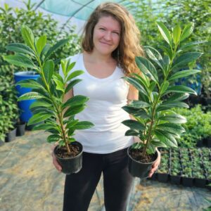 babérmeggy Novita, Prunus laurocerasus Novita, Novita babérmeggy ár, babérmeggy Novita árak, babérmeggy vásárlás, Prunus laurocerasus Novita eladó, Novita babérmeggy rendelés, Novita babérmeggy akció, babérmeggy Novita konténeres, babérmeggy Novita szabadgyökerű, Novita babérmeggy ültetése, Novita babérmeggy ültetési távolság, babérmeggy Novita gondozása, Novita babérmeggy metszése, Novita babérmeggy növekedése, Novita babérmeggy magassága, Novita babérmeggy szélessége, Novita babérmeggy télállóság, Novita babérmeggy fagytűrés, gyors növekedésű sövény növény, örökzöld sövény növény, babérmeggy sövény telepítés, Prunus laurocerasus Novita sövény, babérmeggy betegségek, babérmeggy permetezése, babérmeggy tápanyagigény, Novita babérmeggy 2L konténer, Novita babérmeggy 3L konténer, Novita babérmeggy 80-100 cm, Novita babérmeggy 100-125 cm, cherry laurel Novita, Prunus laurocerasus Novita hedge plant, English laurel Novita hedge