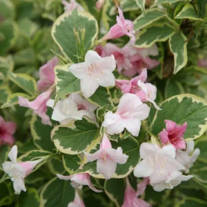 Tarka levelű rózsalonc Weigela florida Variegata