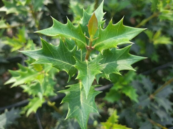 Illatcserje illatvirag osmanthus heterophyllus