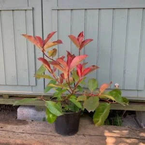 magastörzsü korallberkenye, photinia red robin, photinia, vörös levelű sövénynövény, örökzöld sövény, piros levelű sövény, photinia sövény, photinia red robin sövény, örökzöld díszcserje, photinia red robin eladó, photinia red robin ár, photinia red robin vásárlás, photinia red robin csemete, photinia red robin konténeres, photinia sövény ár, photinia növény rendelés, photinia red robin sövénynek, photinia red robin gondozása, photinia red robin metszése, photinia red robin ültetése, photinia red robin télállóság, photinia red robin növekedése, photinia red robin betegségei, photinia red robin mikor piros