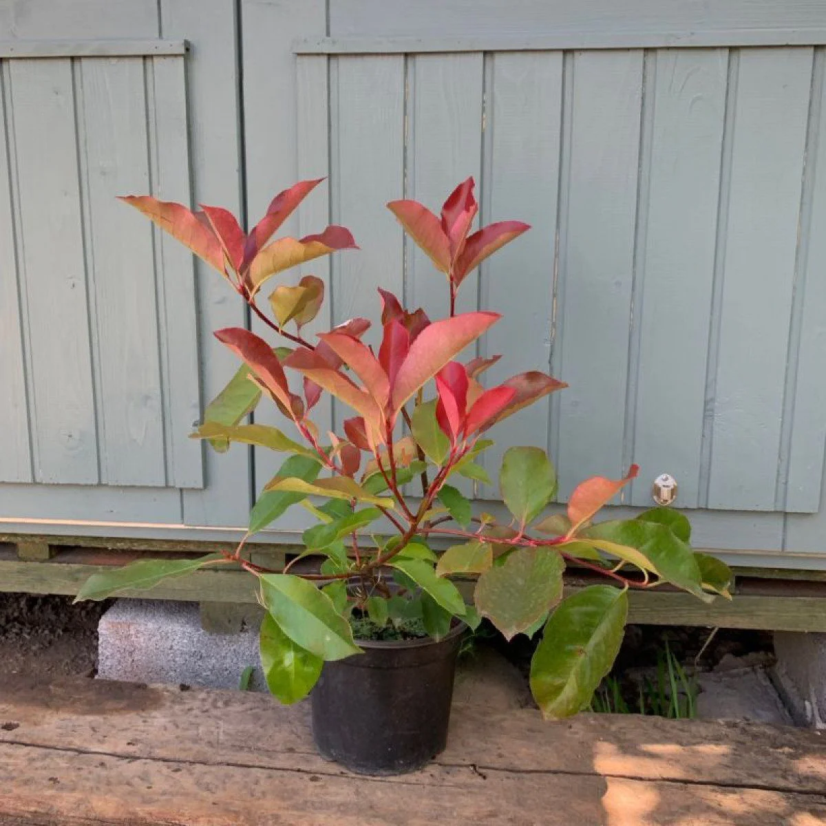 magastörzsü korallberkenye, photinia red robin, photinia, vörös levelű sövénynövény, örökzöld sövény, piros levelű sövény, photinia sövény, photinia red robin sövény, örökzöld díszcserje, photinia red robin eladó, photinia red robin ár, photinia red robin vásárlás, photinia red robin csemete, photinia red robin konténeres, photinia sövény ár, photinia növény rendelés, photinia red robin sövénynek, photinia red robin gondozása, photinia red robin metszése, photinia red robin ültetése, photinia red robin télállóság, photinia red robin növekedése, photinia red robin betegségei, photinia red robin mikor piros