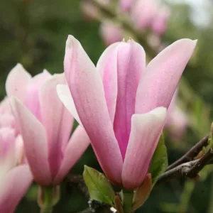 Magnolia Heaven Scent