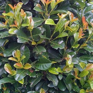 Babérmeggy "Prunus laurocerasus Etna" koronakert.hu