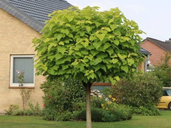 Catalpa Nana Gömb szivar