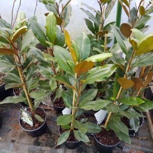 Magnolia Grandiflora little gem