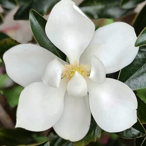 Magnolia grandiflora Little Gem